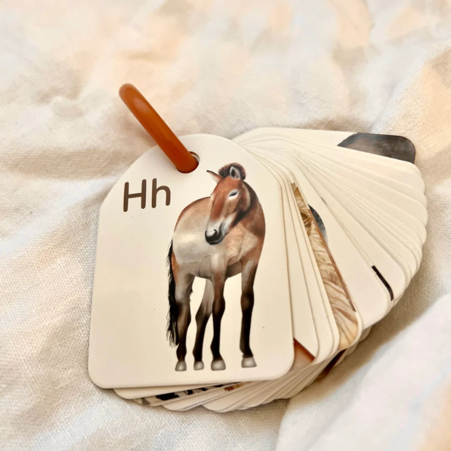 Animal Alphabet Ringed Flash Cards