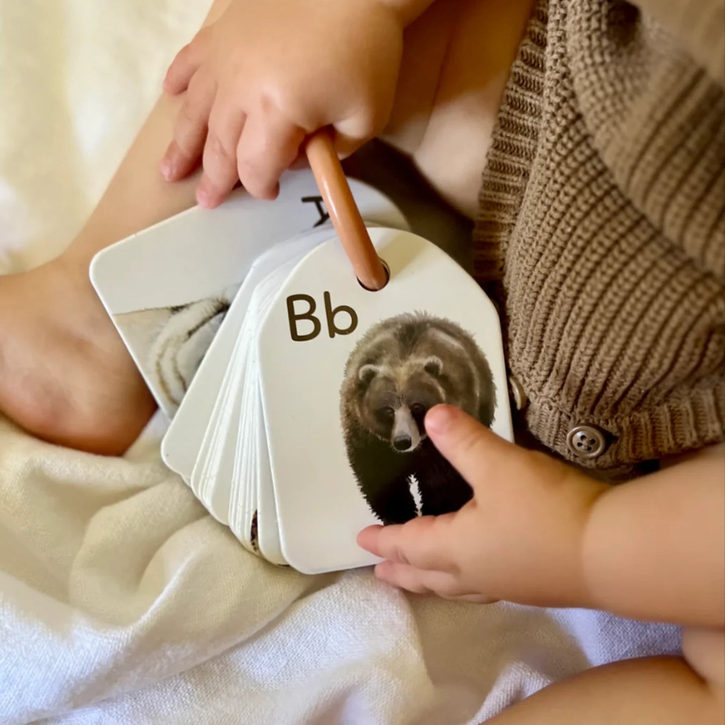 Animal Alphabet Ringed Flash Cards