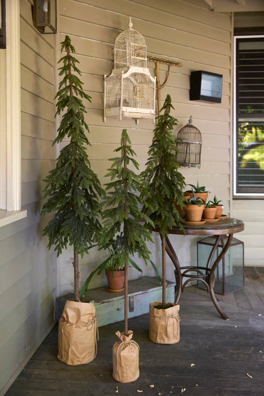 Potted Nordic Pine Tree 206cm