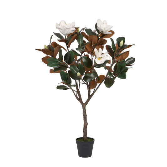 Magnolia Tree 155cm