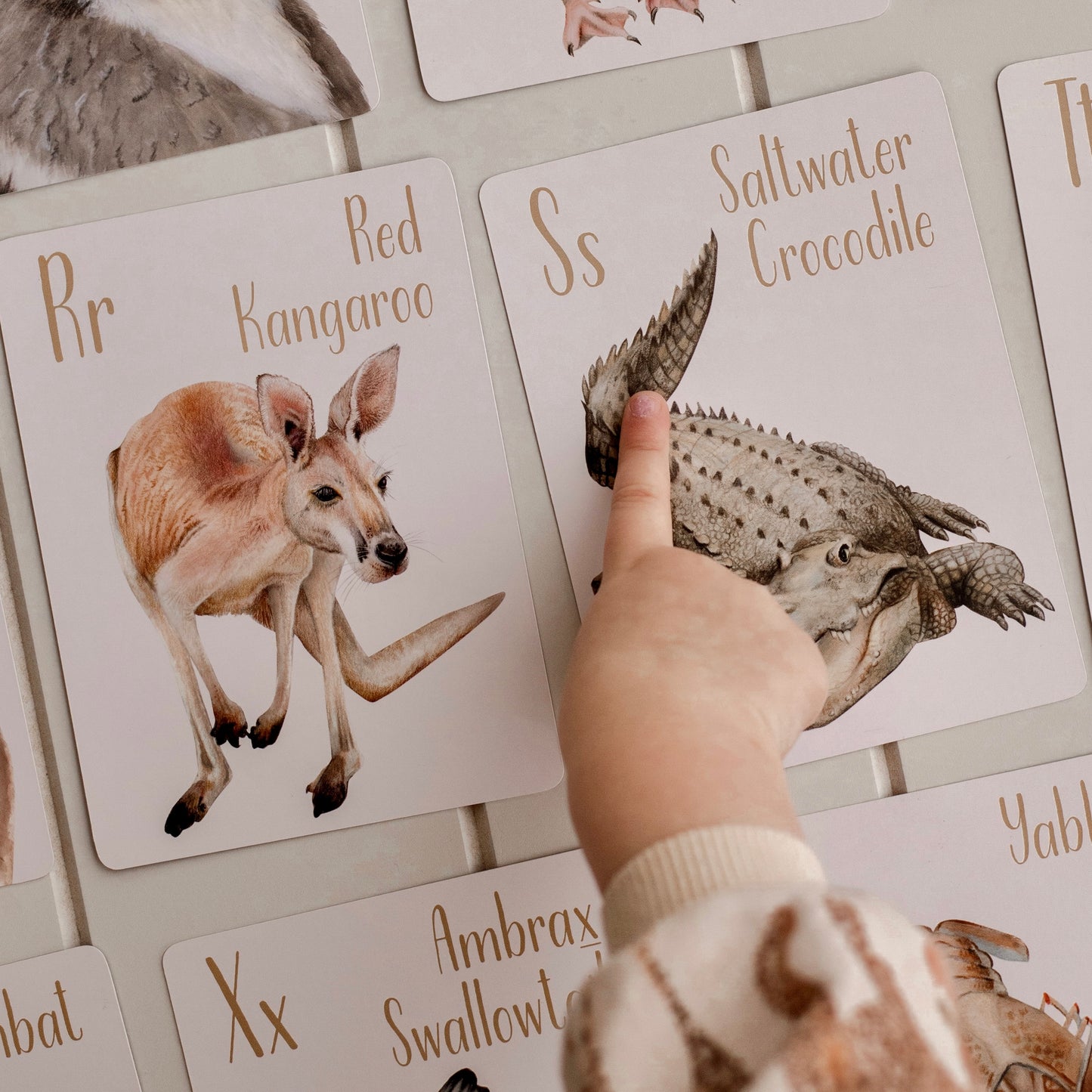 Animal Alphabet Flash Cards - Australia